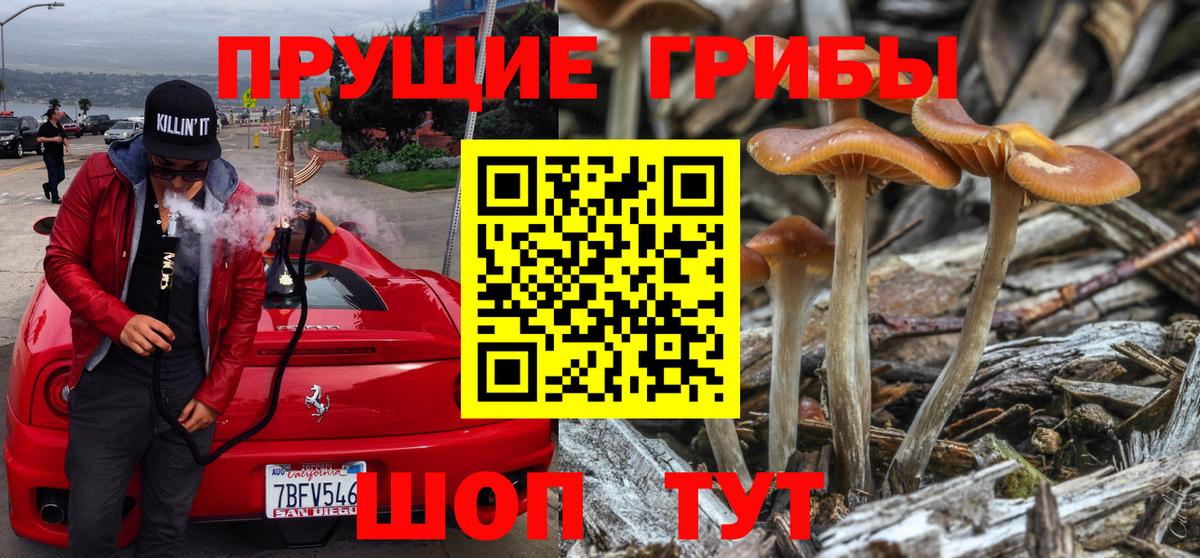 Галлюциногенные грибы Psilocybine cubensis Назарово